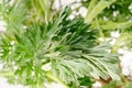 Wormwood (Artemisia absinthium L.) Royalty Free Stock Photo