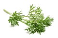 Wormwood Artemisia absinthium Royalty Free Stock Photo