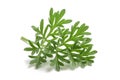 Wormwood Artemisia absinthium Royalty Free Stock Photo