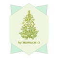 wormwood branch, wormwood flowers and leaves . Cosmetics and medical plant. Vector hand drawn illustration.