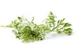 Wormwood branch isolated on white background. Royalty Free Stock Photo