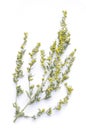 Wormwood branch. Medicinal plants and flowers of wormwood. Flowering absinthium. Medicinal plant on a white background. Flat lay