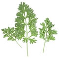 Wormwood branches isolated on white background, top view. Medicinal wormwood. Artemisia Royalty Free Stock Photo