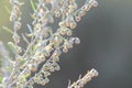 Wormwood. Flowering absinthium. Medicinal plant