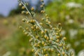 Wormwood green grey leaves with beautiful yellow flowers. Artemisia absinthium absinthium, absinthe wormwood flowering plant,
