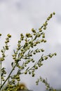 Wormwood green grey leaves with beautiful yellow flowers. Artemisia absinthium absinthium, absinthe wormwood flowering plant,