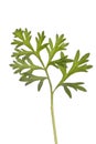 Wormwood herb Royalty Free Stock Photo