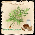 Wormwood Medical Herb. Vector. Royalty Free Stock Photo