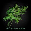 Wormwood Medical Herb. Vector. Royalty Free Stock Photo