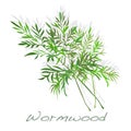 Wormwood Medical Herb. Vector. Royalty Free Stock Photo