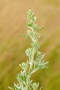 Wormwood Plant