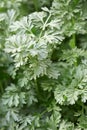 Wormwood plant leaves, Artemisia absinthium