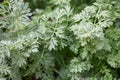Wormwood plant leaves, Artemisia background Royalty Free Stock Photo