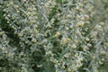 Wormwood (Artemisia absinthium) Royalty Free Stock Photo