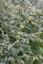 Wormwood (Artemisia absinthium) Royalty Free Stock Photo