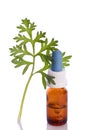 Wormwwod abinthium herb essence Royalty Free Stock Photo