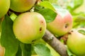 Wormy apple grows on tree with green leaves Royalty Free Stock Photo