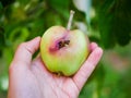 Wormy apple in the hand. Man holding a spoiled apple with a caterpillar inside, closeup shot. rotten