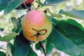 A wormy apple with obvious signs of lesion growing on a branch Royalty Free Stock Photo