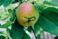 A wormy apple with obvious signs of lesion growing on a branch