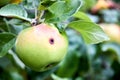 Wormy apple selective focus close up. Almost ripe apple damaged by codling moth on apple tree branch in summer. Royalty Free Stock Photo