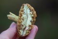 Wormy boletus mushroom. White fungi with worms