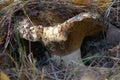 Wormy milk mushroom - Lactarius resimus - in autumn deciduous forest