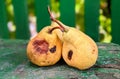 Wormy pears on a green table