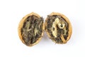 Wormy walnut on white Royalty Free Stock Photo