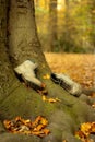 Worn boots in the fall