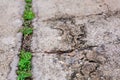 Worn and cracked asphalt with big cracks. Old road concrete texture with cracks. Cement cracked background Royalty Free Stock Photo