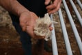 worn experienced hard hands of a long time sheep farmer examining freshly shorn wool in his shearing shed on his farm in rural