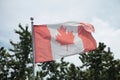 worn and faded canadian flag blowing in wind on flag pole with pines trees