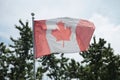 worn and faded canadian flag blowing in wind on flag pole with pines trees