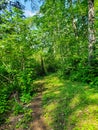 A worn footpath on the Baldy Mountain Hiking Trail in Duck Mountain Provincial Park, Manitoba, Canada