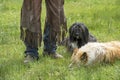 Worn out Chaps and Worn out Dogs