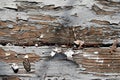 worn painted deck boards with peeling paint in the backyard Royalty Free Stock Photo