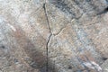 Worn pale white and black concrete wall texture background. Textured plaster. cracks on the wall