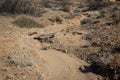 Worn path through desert wilderness in New Mexico USA, rocks and sage brush