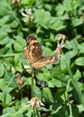 A worn Silvery Checkerspot butterfly feeding on a clover blossom Royalty Free Stock Photo