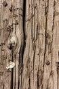 Worn Telephone Pole Texture and Background Royalty Free Stock Photo