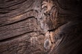 Worn Wood On Rustic Fence Post