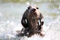 Worried Weimaraner Royalty Free Stock Photo