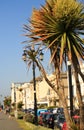 Worthing seaside promenade with palm trees