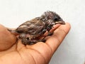 Wouded baby bird rescued