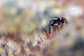 Would jump to walk the spiders, macro photography.