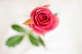 Would not a rose Royalty Free Stock Photo