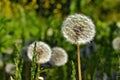 Blooming dandelions in the sunlight