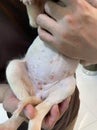 A wound on the skin of a dog. skin problems. Infection wound skin