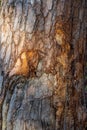 Wounded bleeding tree trunk with tattered snatches and tree sap Royalty Free Stock Photo